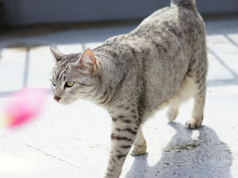 Egyptian mau in a rooftop