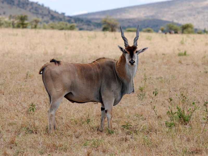 Eland, biggest antelope in the world