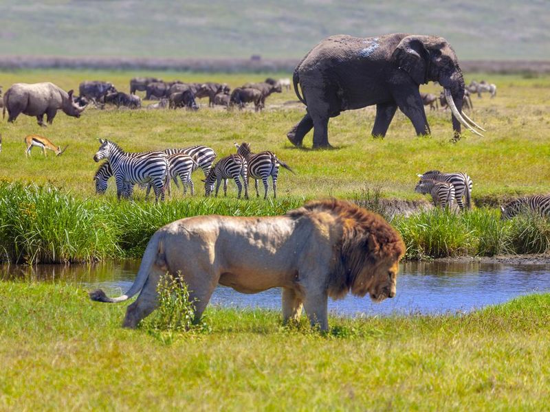 Elephant and lion in the Serengeti