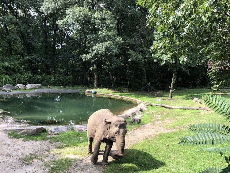 Elephant at Bronx Zoo