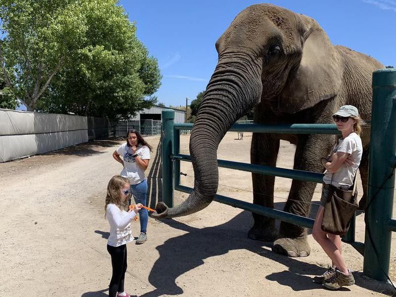 Elephant at Monterey Zoo