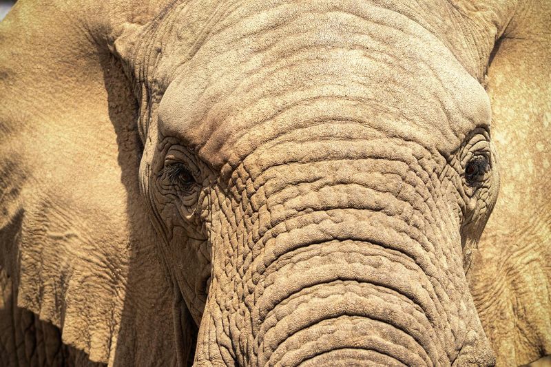 Elephant face close up
