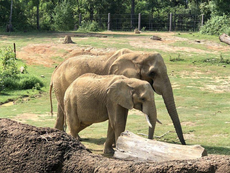 Elephant family at the Birmingham Zoo