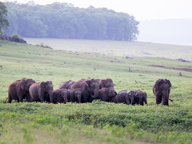 Elephant herd in Bangladesh