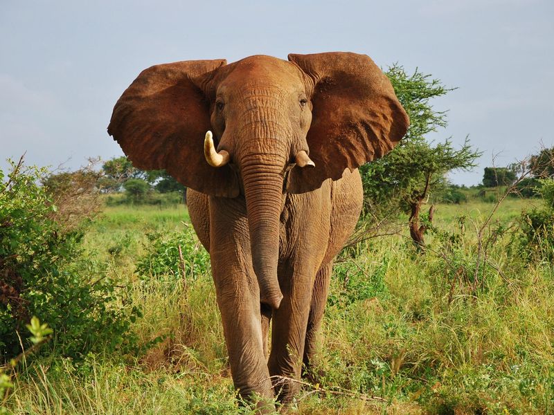 Elephant in Meru National Park, Kenya