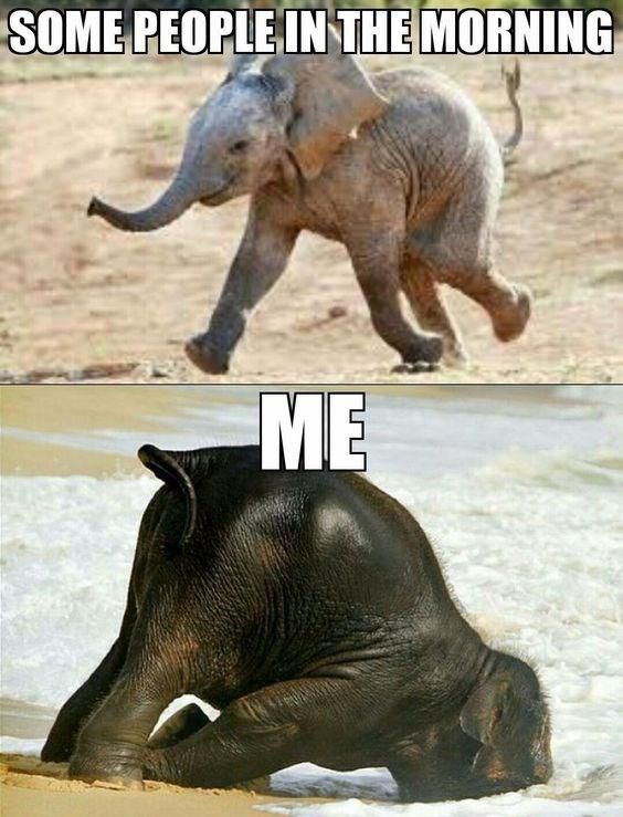 Elephant Monday Meme