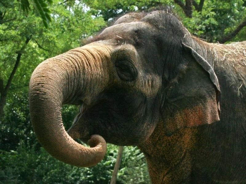 Elephant Reserve