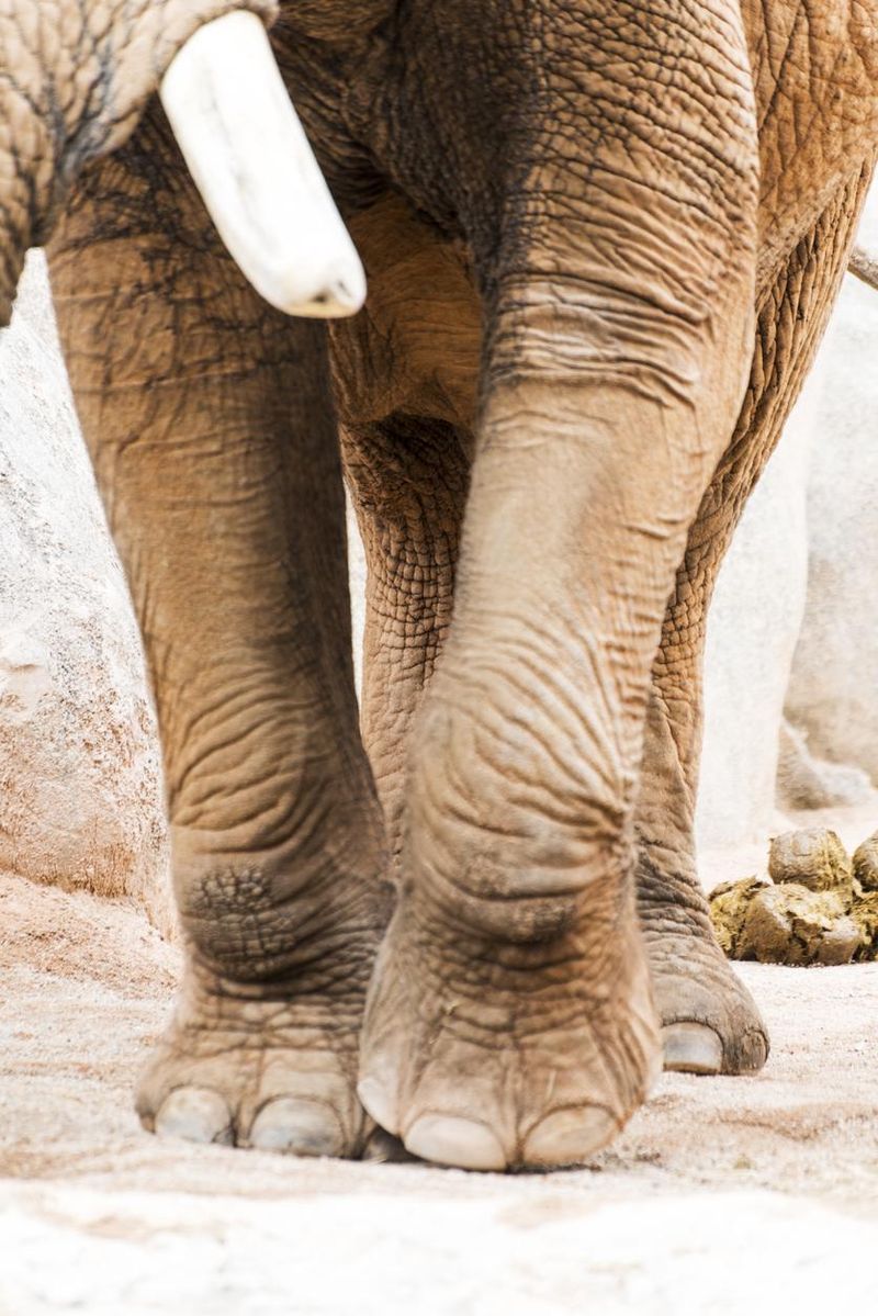 Elephant toes