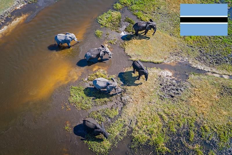 Elephants bathing in Botswana