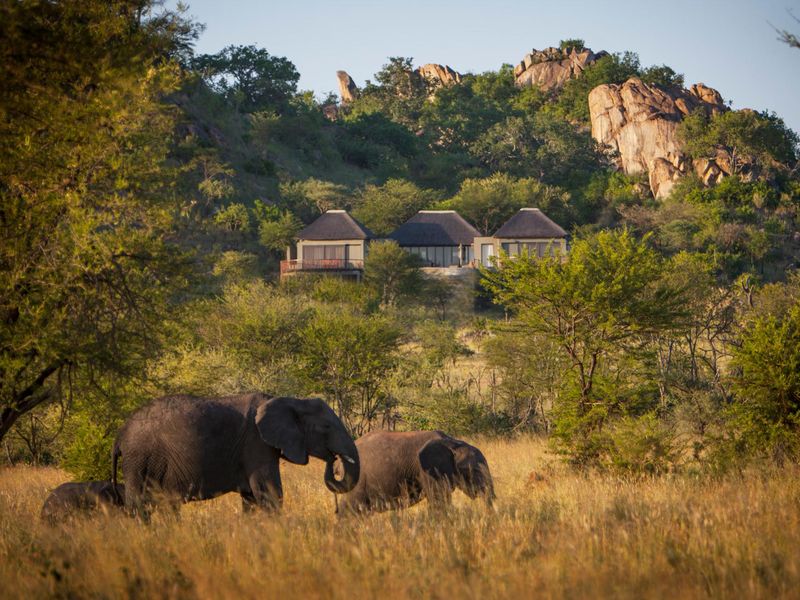 Elephants in front of Four Seasons Serengeti