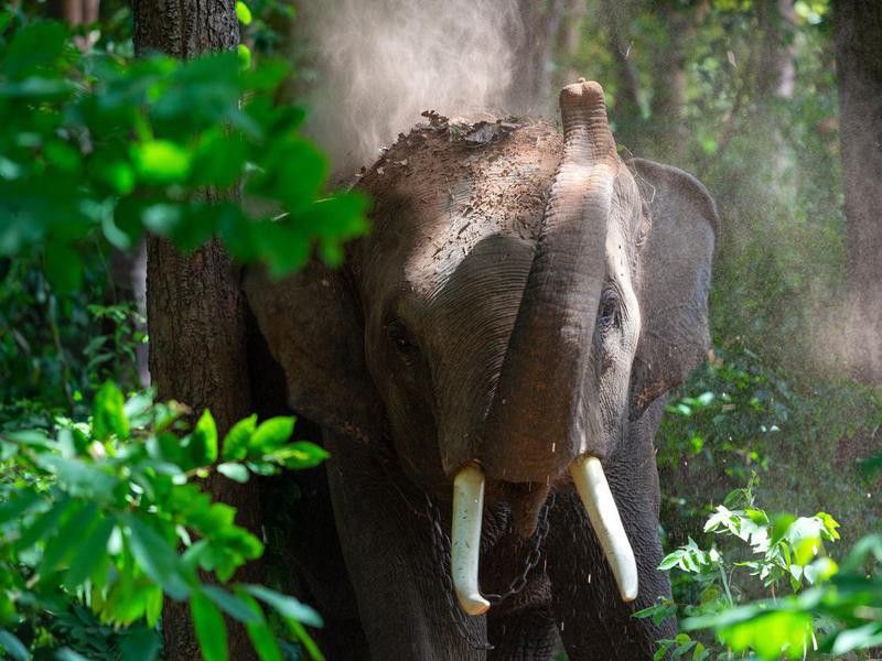 Elephants in Kaeng Krachan Forest