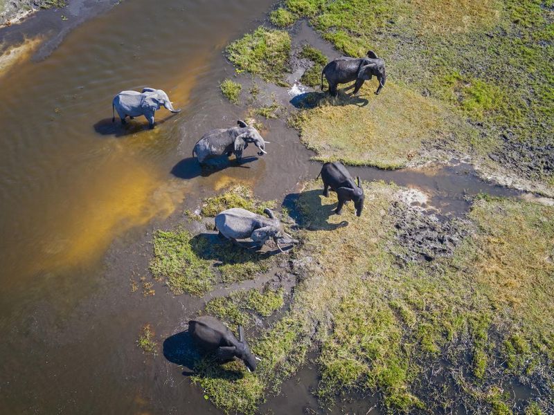 Elephants walking through the Okavango Delta in Botswana, Africa