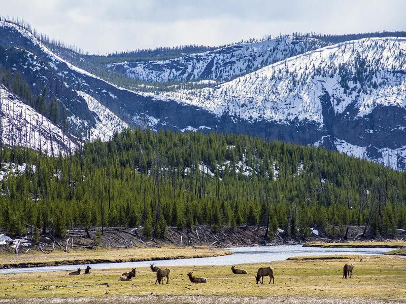 Elk grazing  in Yellowstone National Park
