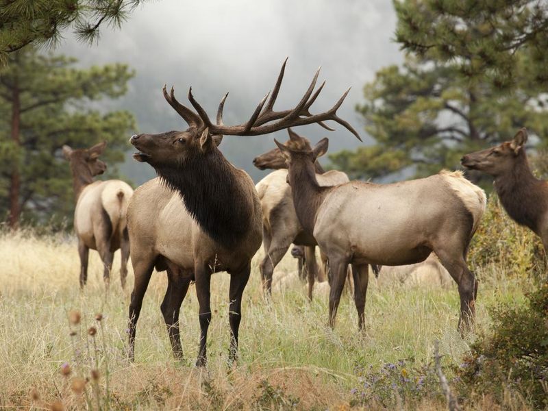 Elk herd in Rocky Mountains