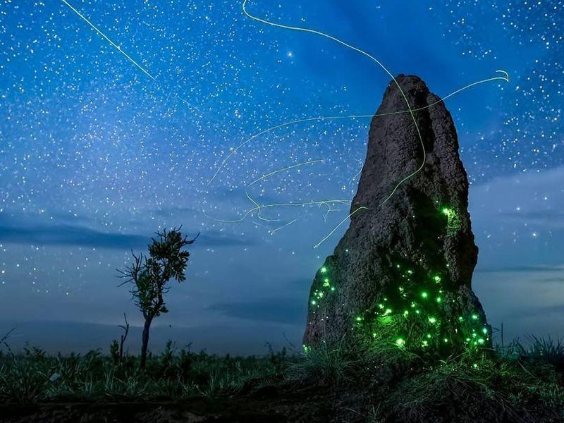 Emas National Park bioluminescence