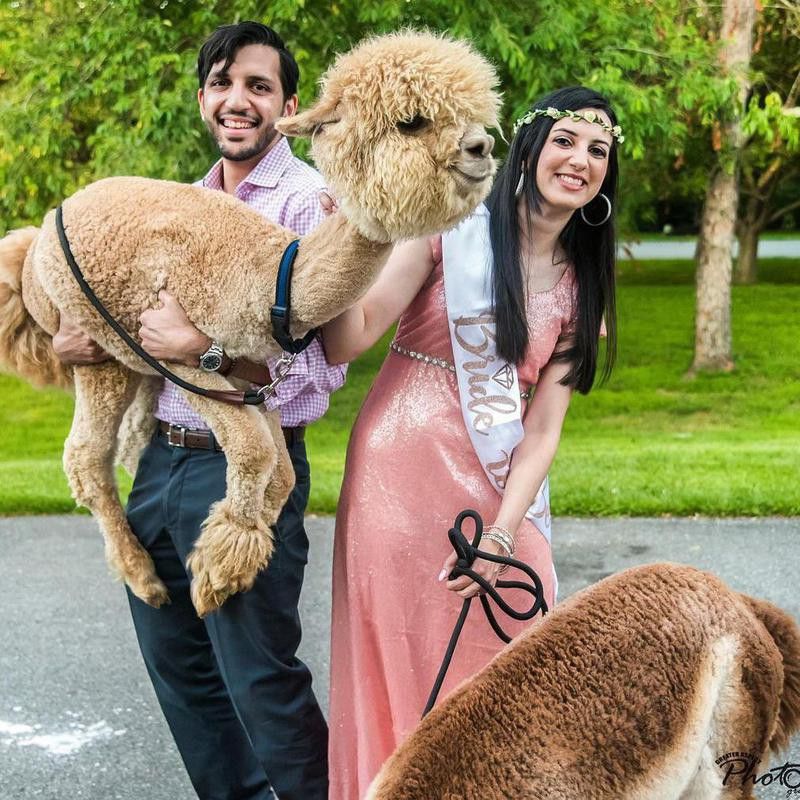 Engagement picture with alpacas