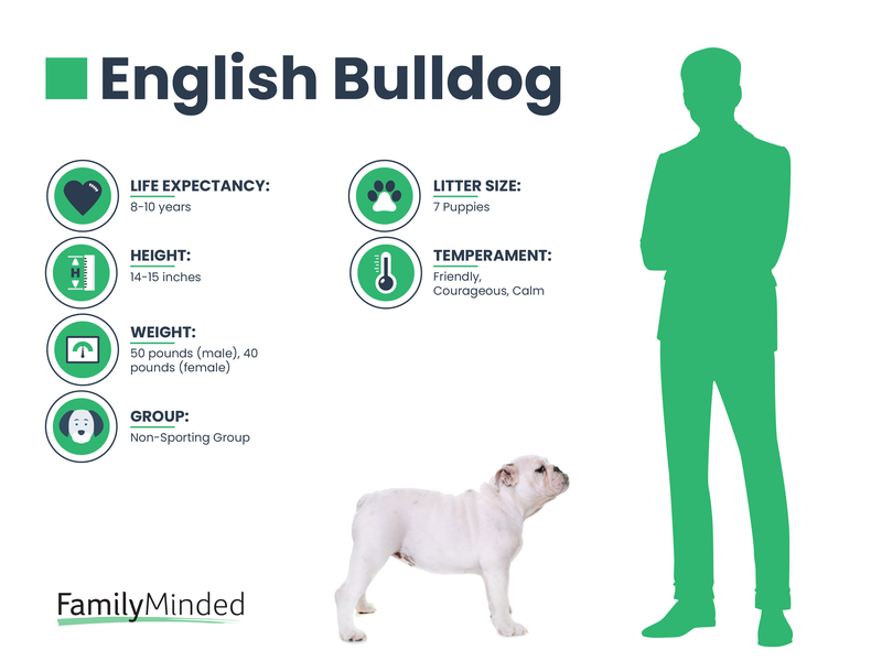 English Bulldog breed