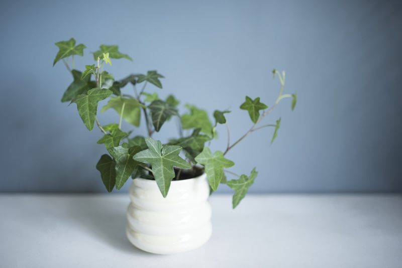 English ivy potted
