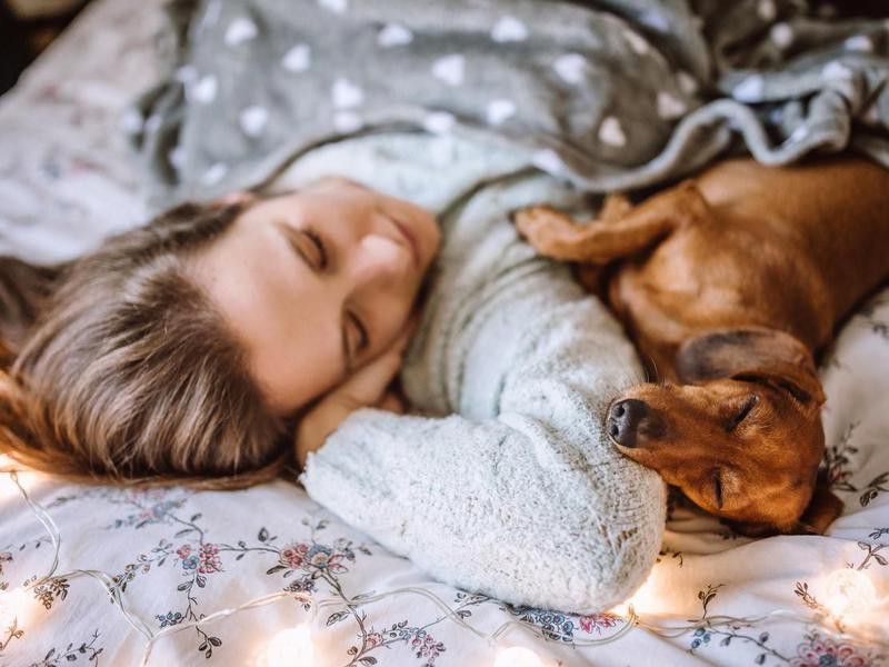 Enjoying Christmas morning with a dachshund in bed