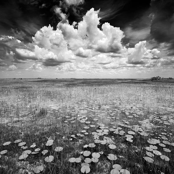 Everglades National Park Through the Eyes of Clyde Butcher