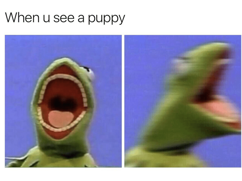 Excited to see a puppy