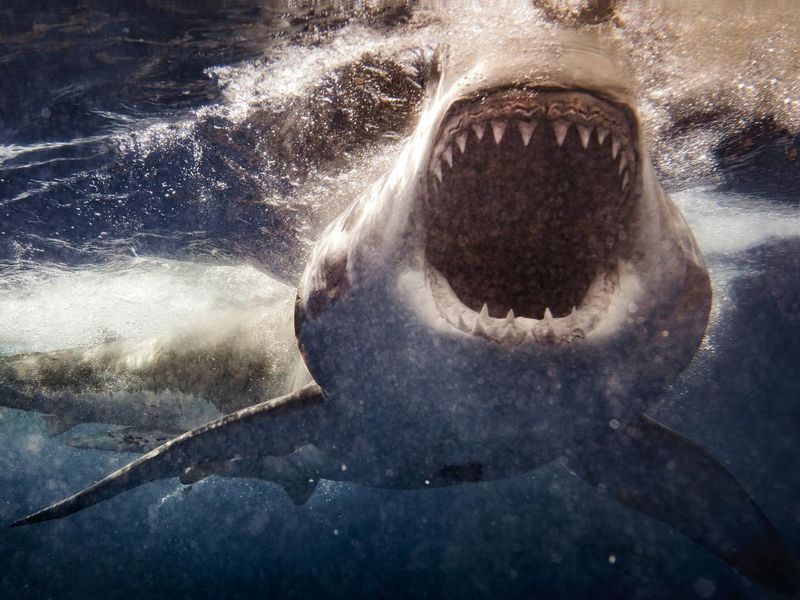 Extreme close up of Great White Shark