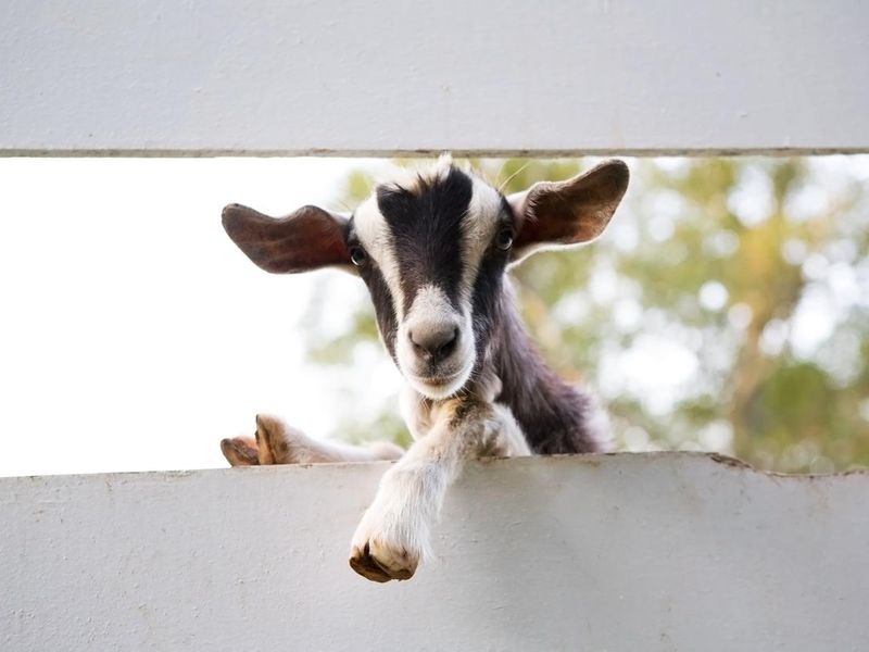 Fainting Goat on a fence