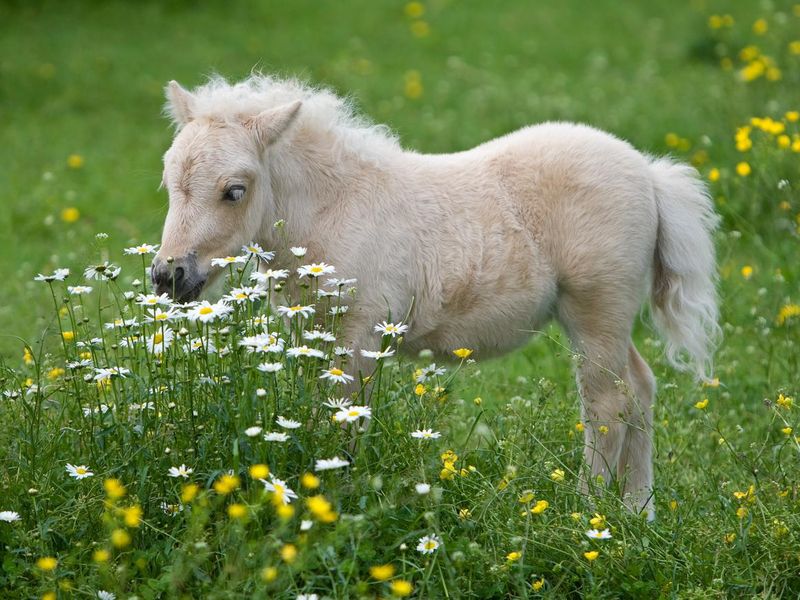 Falabella Foal Surrounded By Flowers