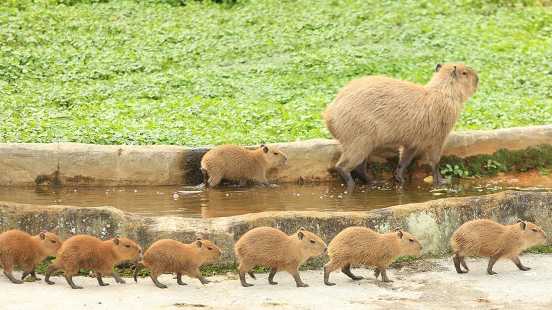 Family capybara walk
