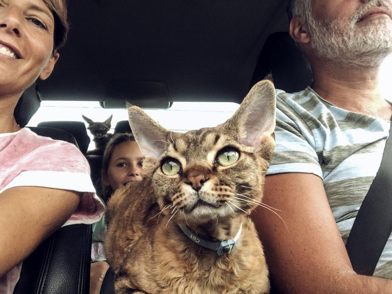 Family cat in the car