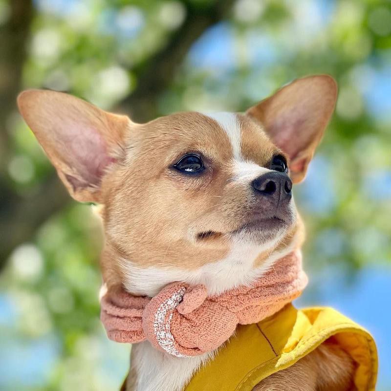 fashionable chihuahua in scarf