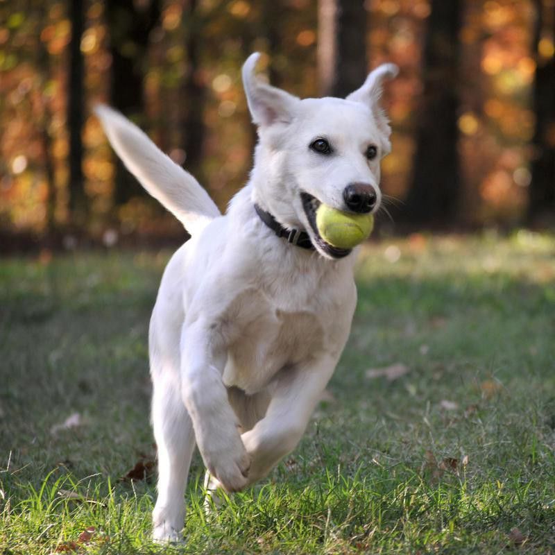 Fast dog running