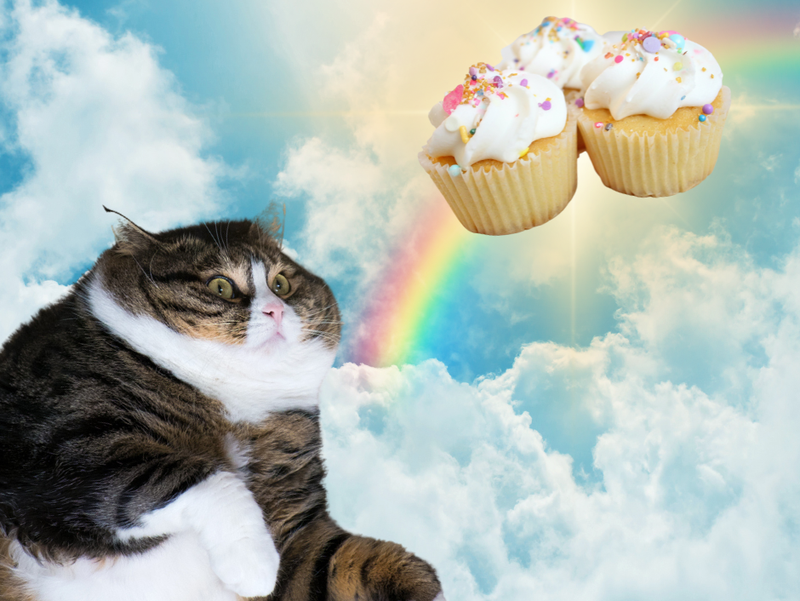Fat cat dreaming of cupcakes