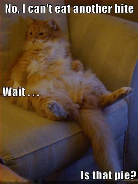 Fat cat funny Thanksgiving meme