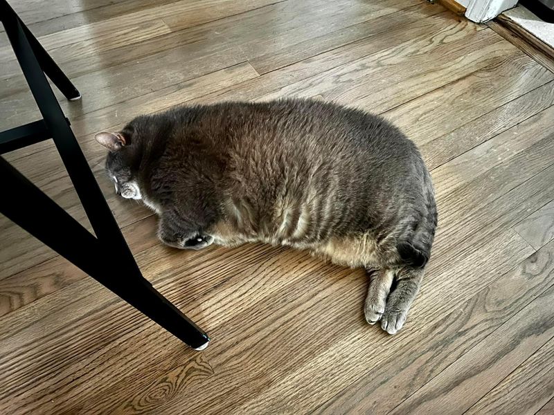 Fat cat lying on a wood floor