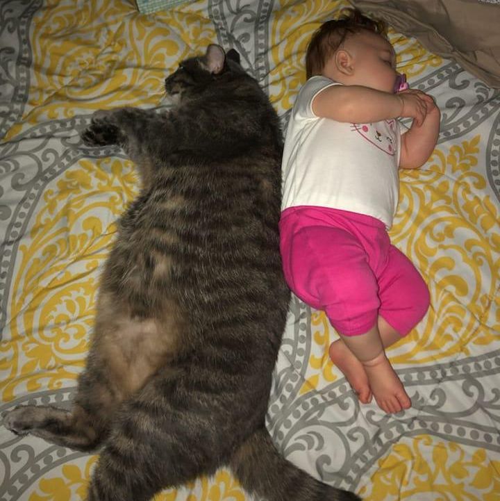 Fat cat snuggling with a baby