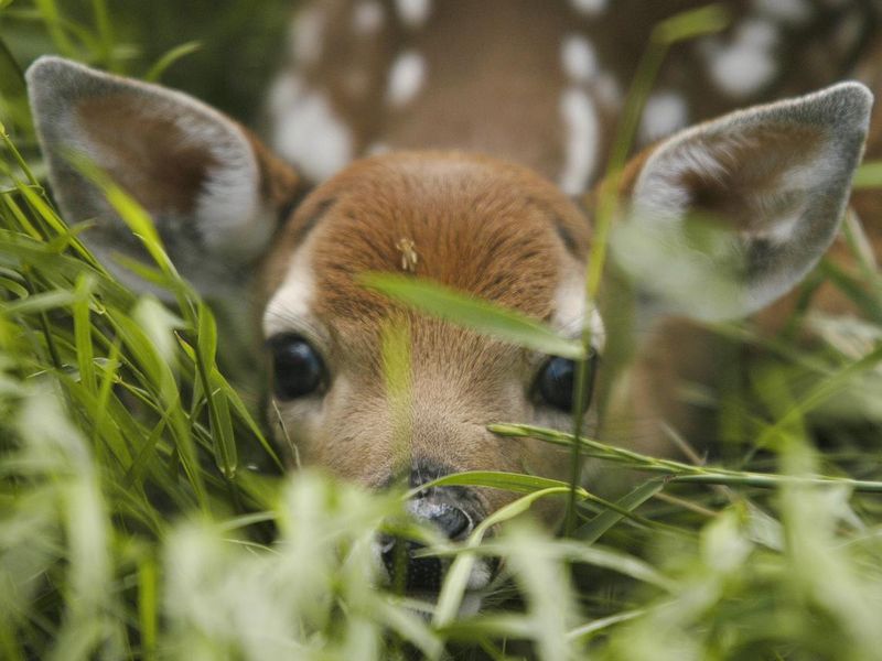 Fawn camouflage