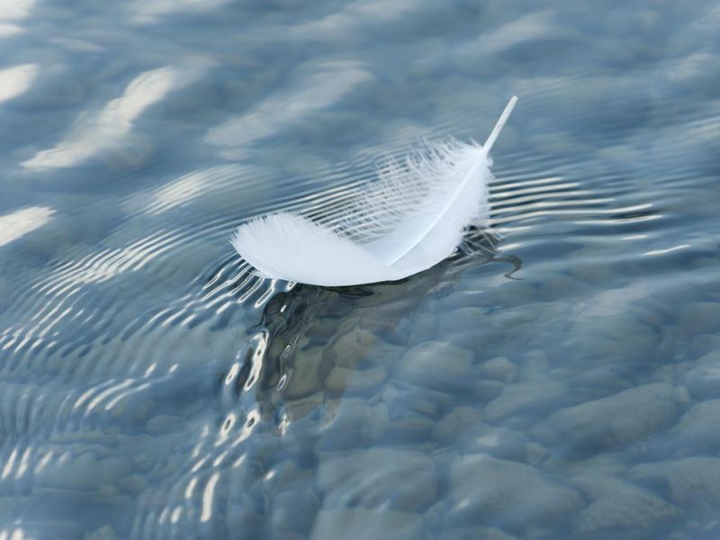 Feather on surface of the water