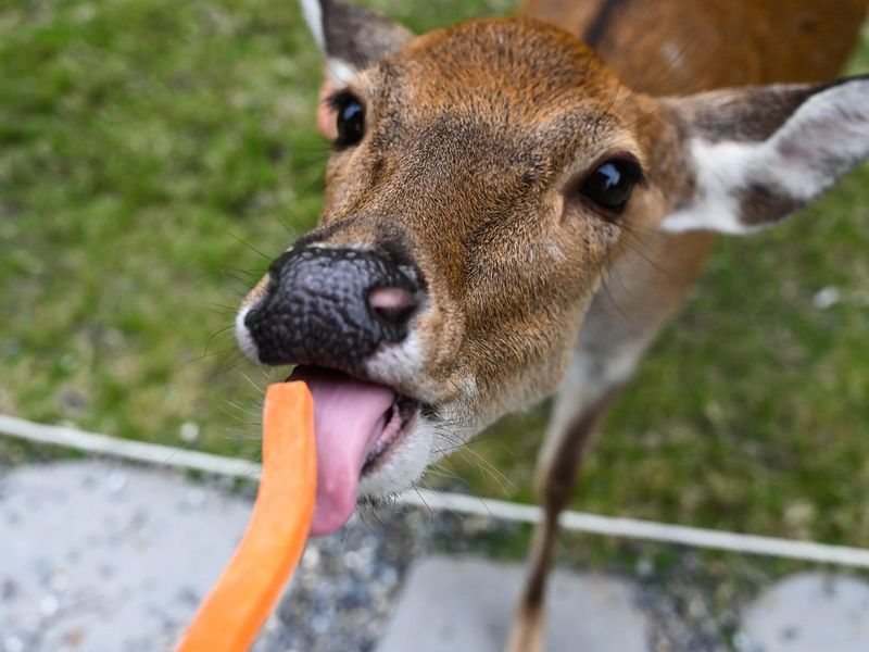 Feeding carrots to Bambi