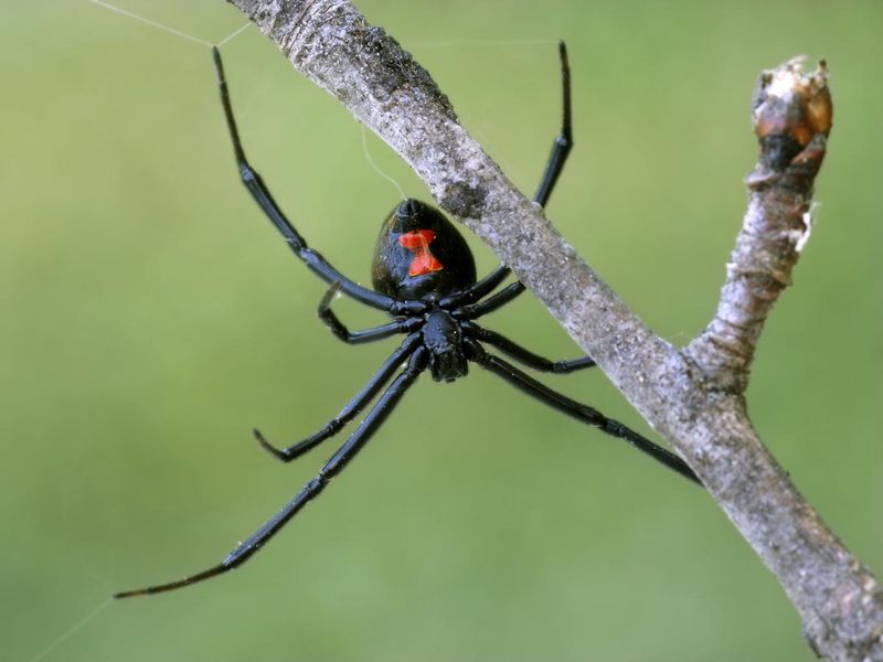 Female black widow spider on a branch