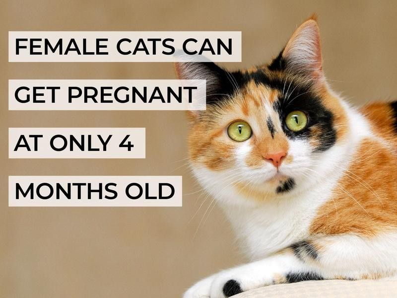 Female Cats Can Get Pregnant at Only 4 Months Old