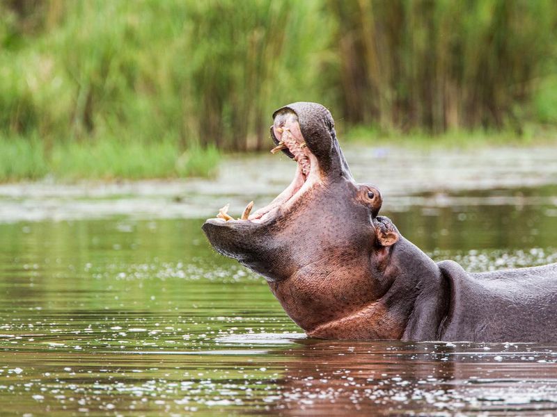 Female Hippopotamus surfaces
