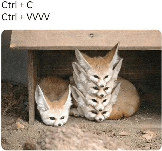Fennec fox animal meme