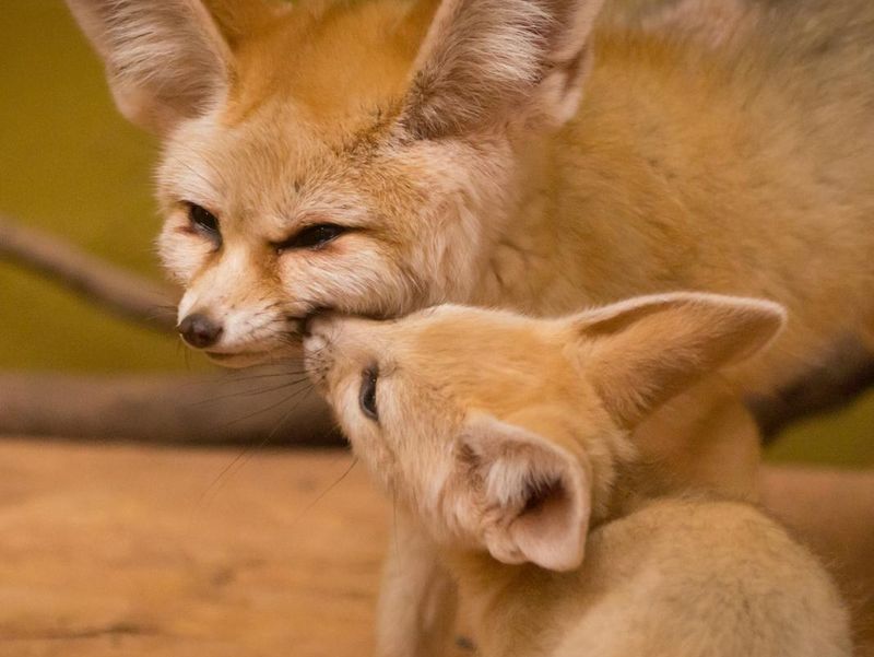 Fennec fox cub