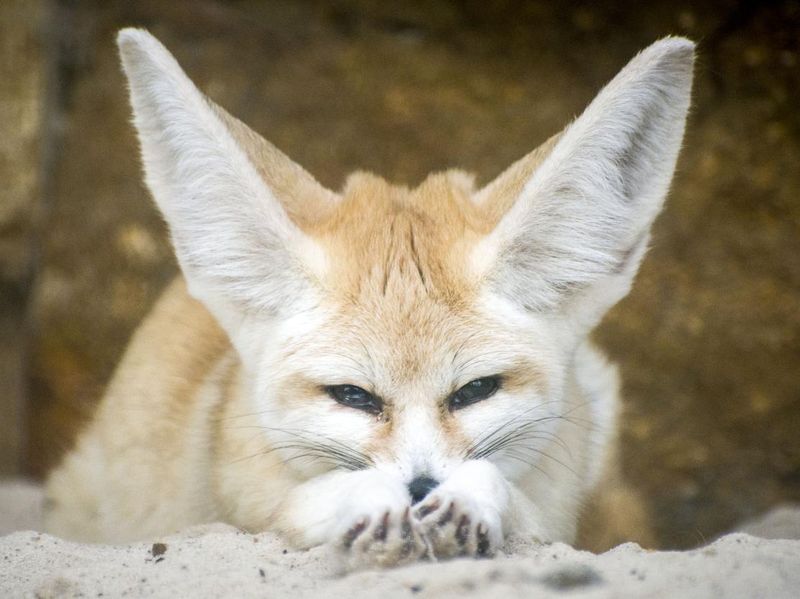 Fennec Fox - Cute White Fox