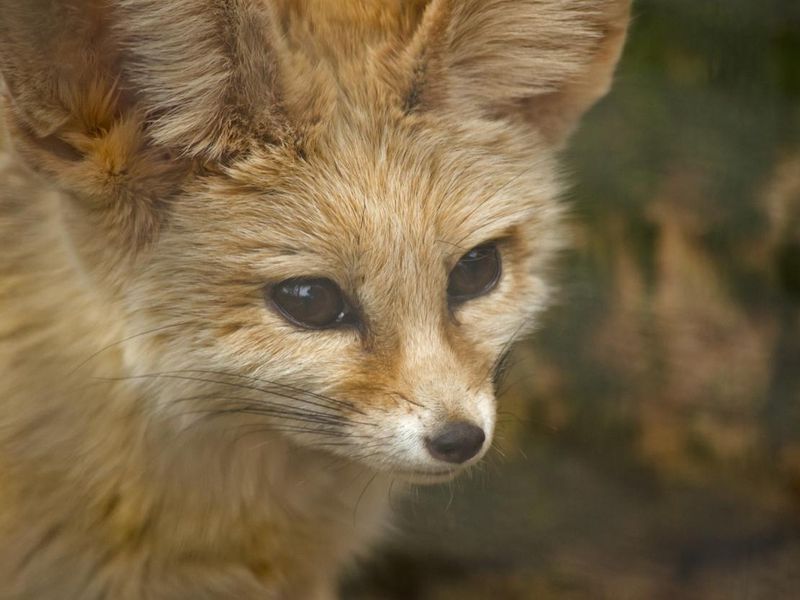 fennec fox face
