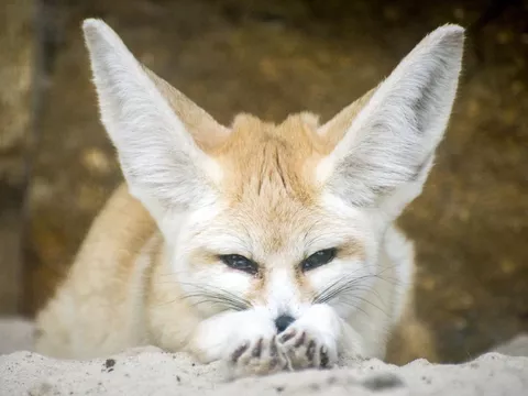 Fennec Fox Facts That'll Make You Love Them Even More | Always Pets