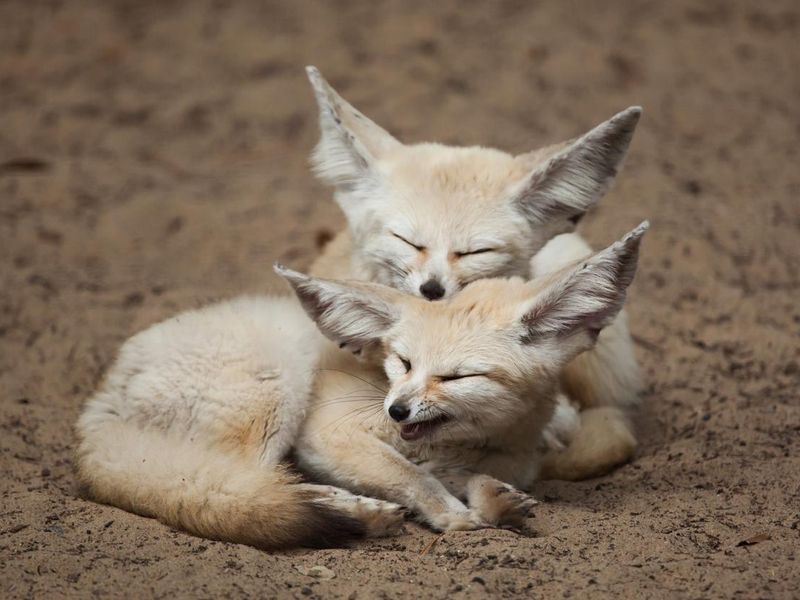 Fennec foxes in the dirt
