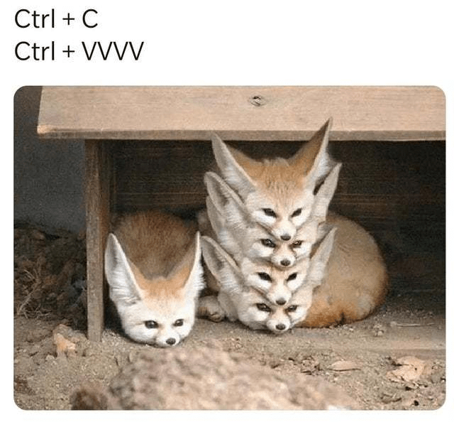 Fennec foxes stacked on top of each other
