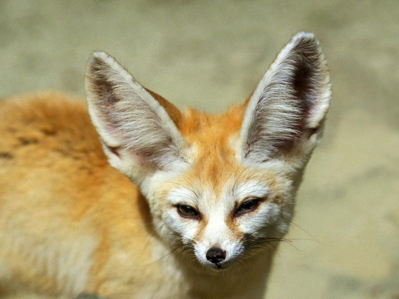 Fennec or Desert Fox